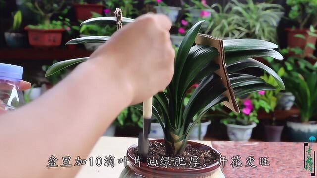 养君子兰,别轻视这些“小细节”,可决定观赏价值