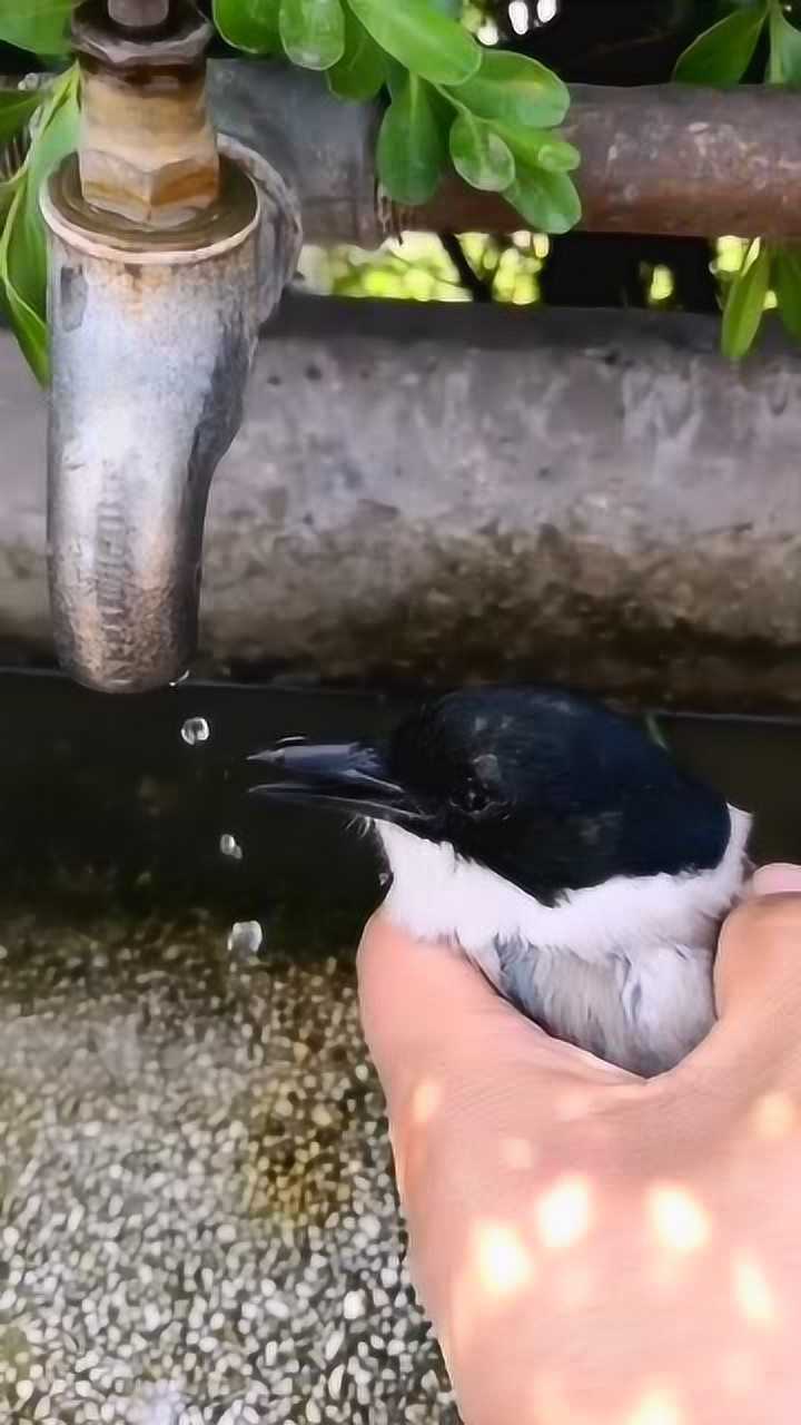 放生一隻養了三年的鳥,頭都不回,真是白養了!