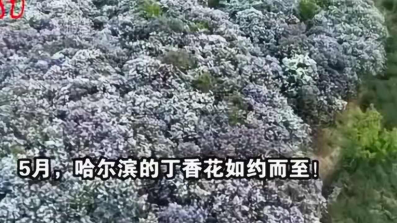 五月,哈尔滨丁香竞相开放,满城飘香来一组卡点丁香腾讯视频