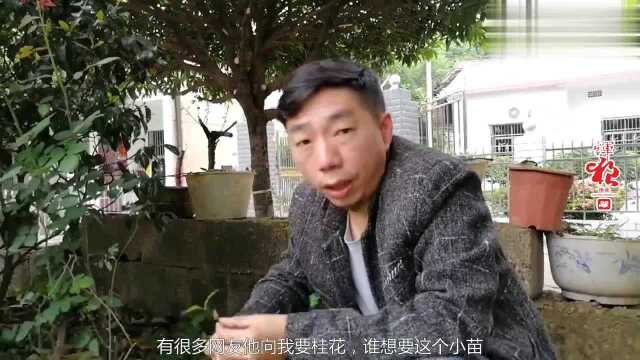 桂花年年看,却很多人没见过桂花籽?其实结果的时候挺烦人的