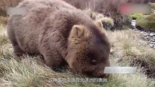 科普世界上濒临灭绝的五个生物,其中一个是中国特有的