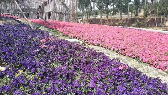 河北保定狼牙山万亩花海