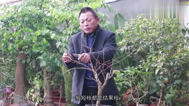 盆栽观果植物如何打理?打理方式和养殖经验都在这,你学会了吗?