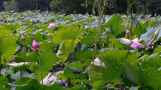 六月杭州西湖的荷花情缘