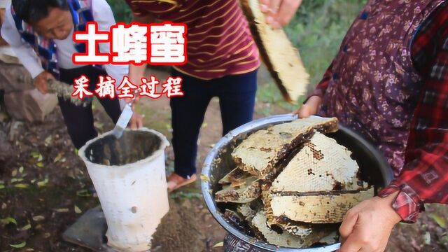 土蜂蜜采摘全过程 真正的纯天然 不如加工的好看 但味道是真美