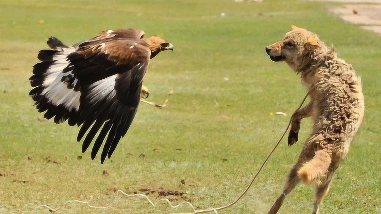 你见过老鹰抓狼吗?狼的体积这么大,老鹰靠的是什么抓到的?