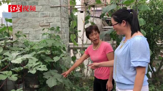 四川成都:青羊区堂课教居民 建阳台QQ农场