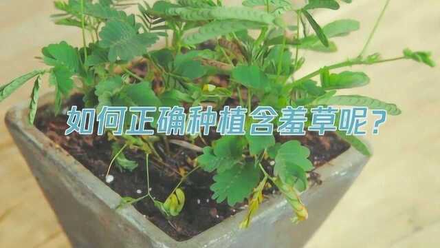 如何正确种植含羞草呢?