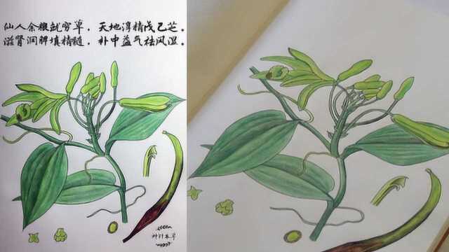 走心!医学老师花2年手绘中草药还配诗歌,学生:生动易理解