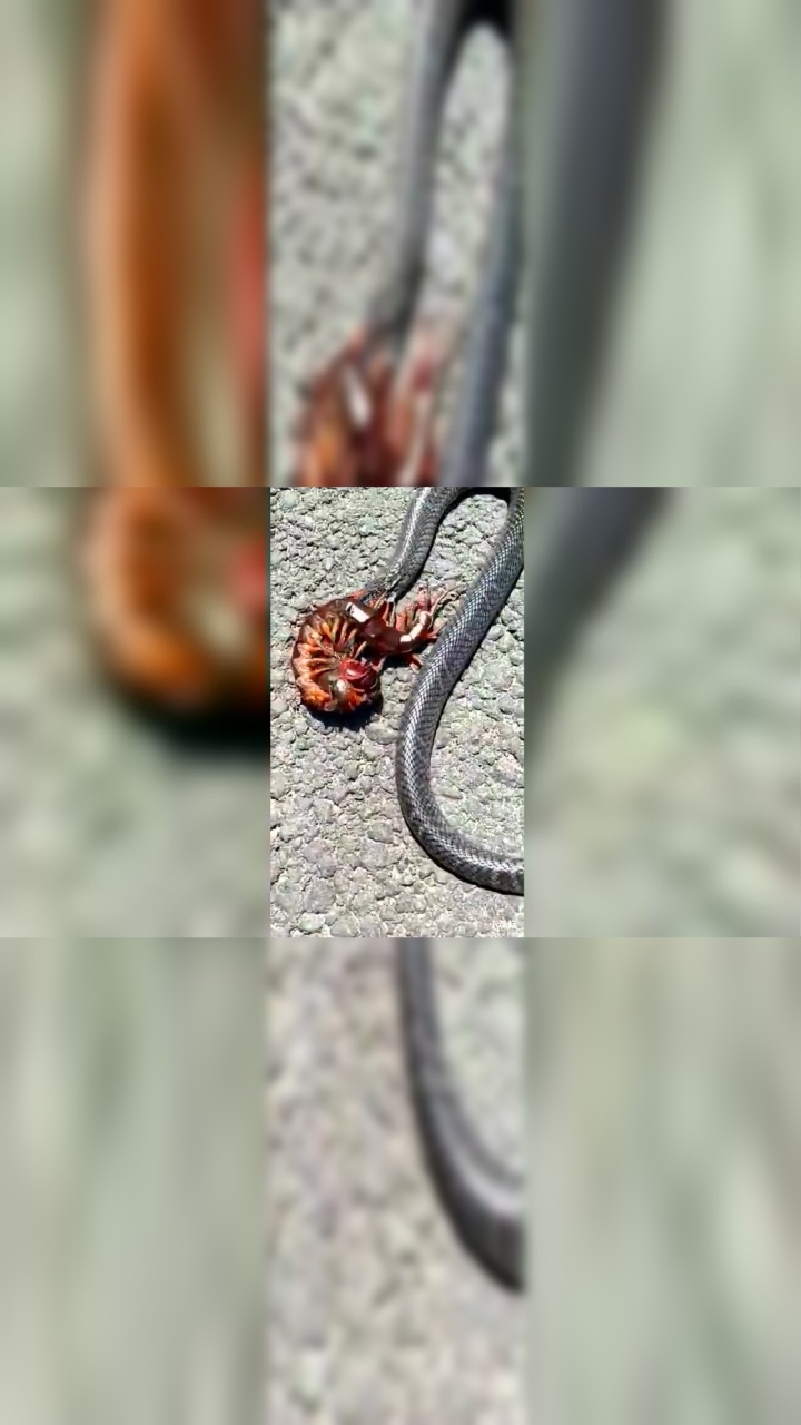 蜈蚣和蛇打架