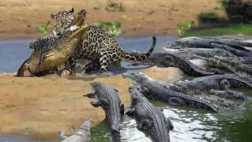 花豹闯入鳄鱼群，对着鳄鱼的猎物上去就是一口，镜头记录激烈瞬间