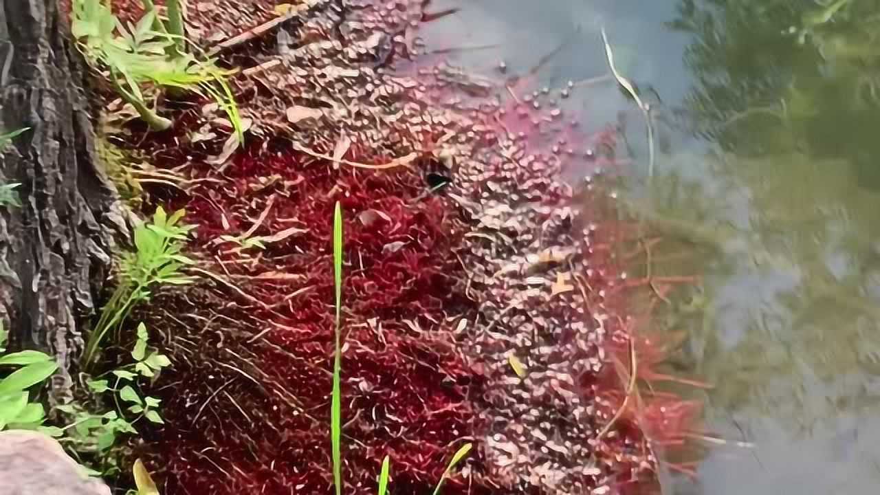 发现稀有的红树根