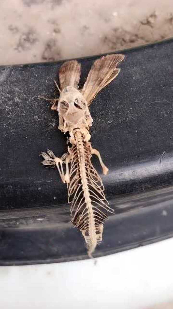 这是壁虎化石吗临死前嘴里还在吃着飞蛾