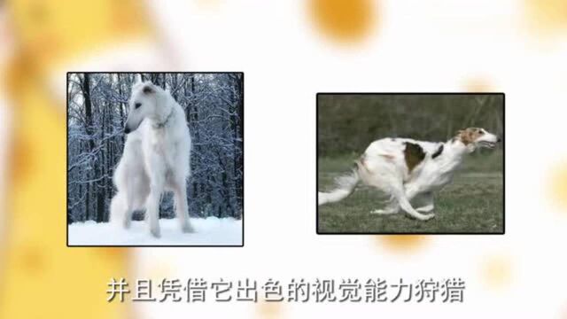 苏俄牧羊犬的发展史