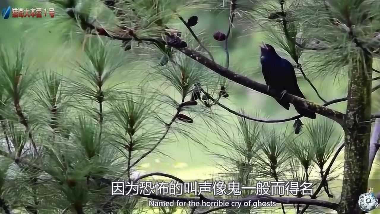 叫声奇特的鬼鸟,民间又叫它冤魂鸟,来听听这销毁的叫声!