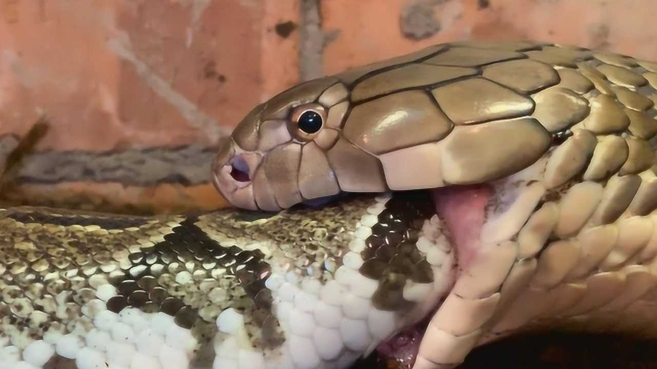 眼镜王蛇大战网纹蟒蛇谁是最强王者