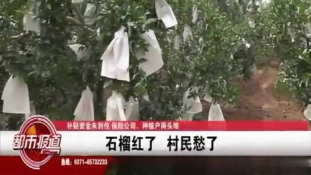 荥阳:补贴未到位让退保?保险公司、种植户两头难,石榴红了咋办