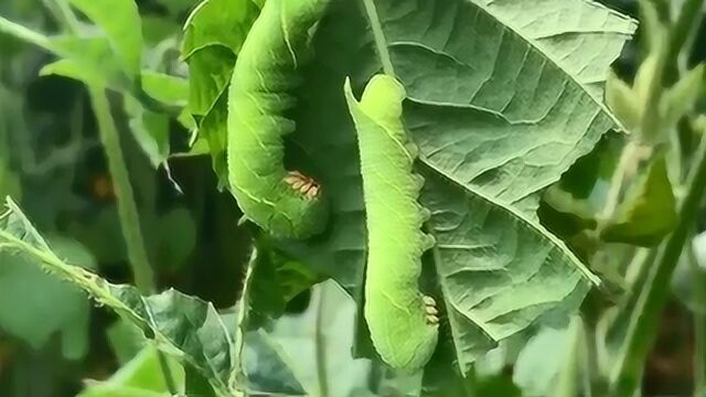 你口中的猪儿虫,是江苏灌云的特色美食灌云豆丹