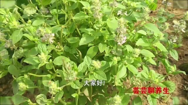 荆芥穗有解表散风、透疹的作用,可治疗感冒头痛,还有麻疹、风疹