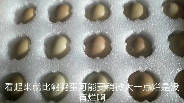 买了个小型孵化器,准备自己孵化小鸡