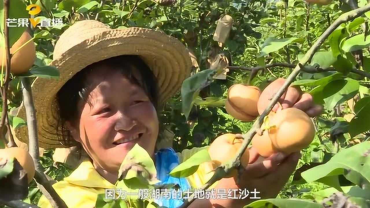 皮色光滑、肉质细腻、糖度适中……这种梨一上市就被抢光_高清1080P在线观看平台_腾讯视频