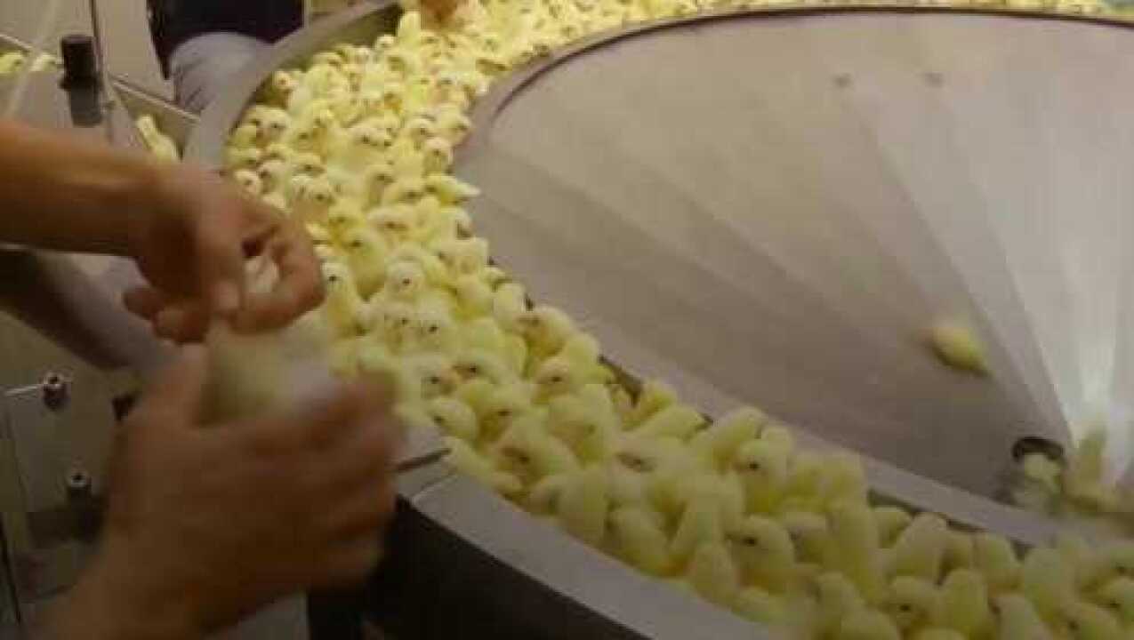 小鸡的孵化过程，镜头记录一切，看完整个人都被治愈了！_高清