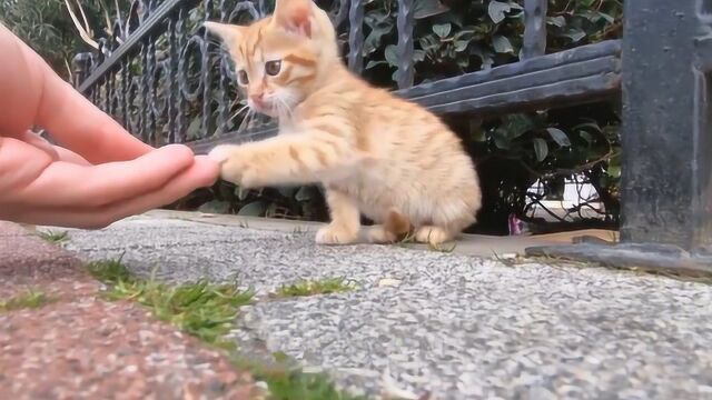 今天是国际猫咪日 人们喜欢猫咪的原因是什么呢