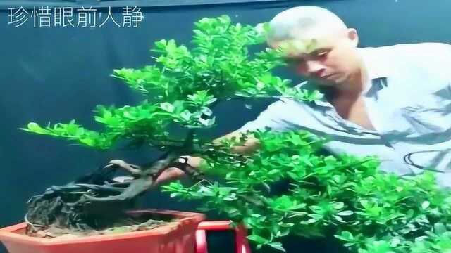 小叶蚊母树盆景养护技巧分享,老师傅盘扎拿弯,悬崖式盆景超有型