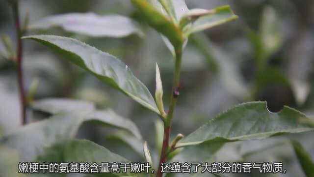 有茶梗的白茶就是品质低?其实茶梗也是宝.吾雨课堂