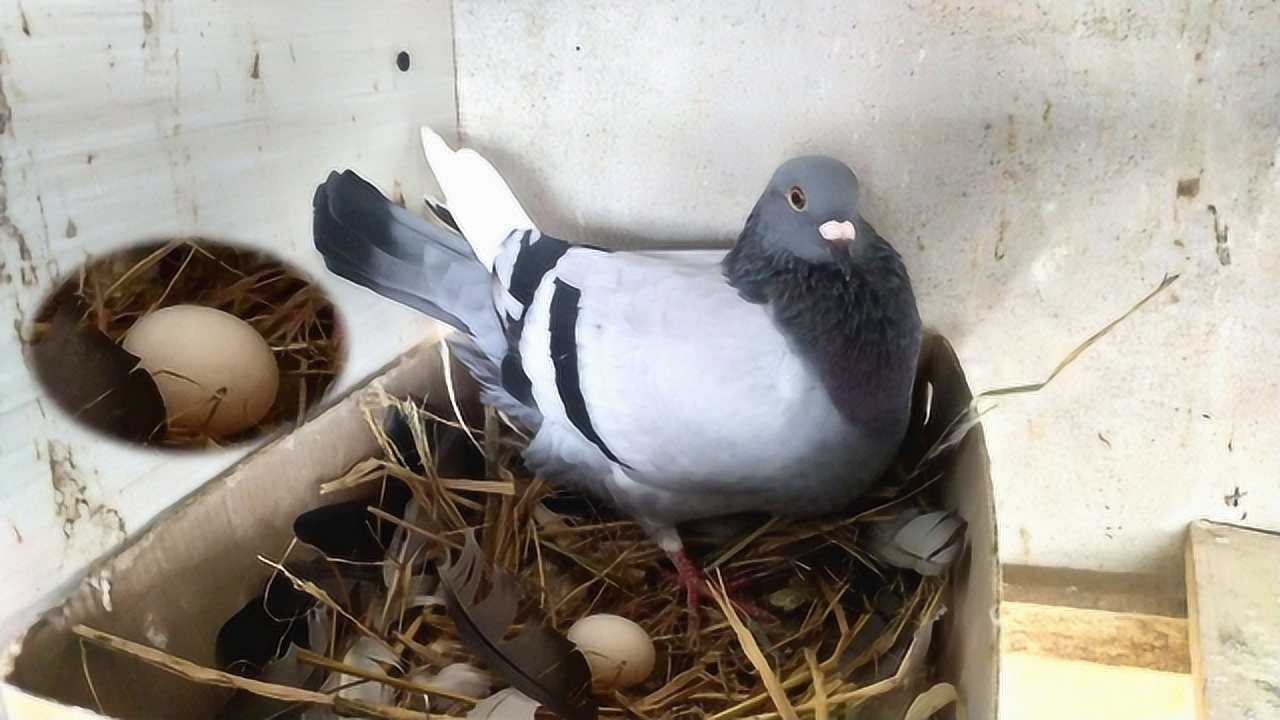 四个月的小鸽子就开始下蛋了,这样的鸽蛋能正常孵化吗?
