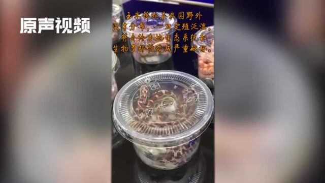 南京海关查获36条玉米锦蛇现场!邮包中拆出,长途跋涉仍有活力