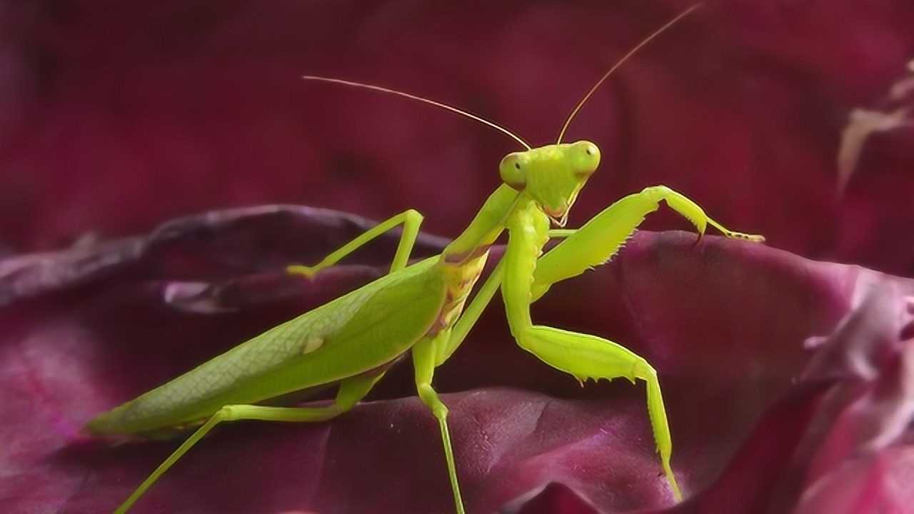 螳螂捕食速度快螳螂出击速度达到005秒青蛙也不放过