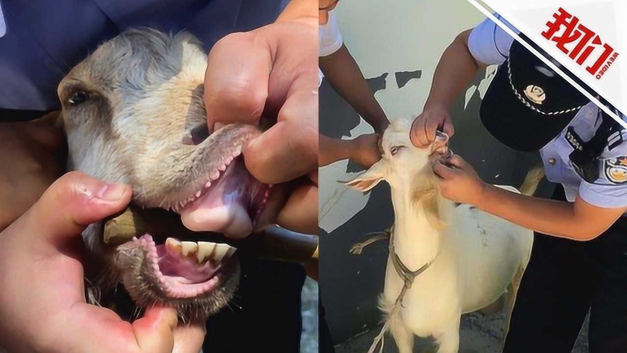 俩大爷为1只羊争论不休 民警看牙齿辨"羊龄"巧妙"断案"