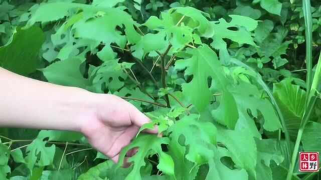 蚂蚁咬伤不用怕?农村小伙去丛林寻找一种中草药,治疗蚂蚁咬伤.