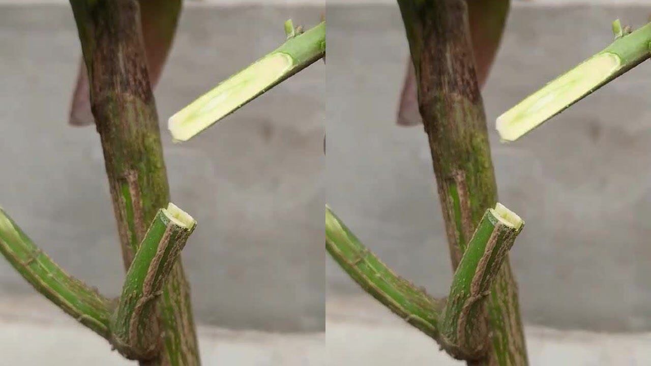 ľ޽ϸ̳,ղ