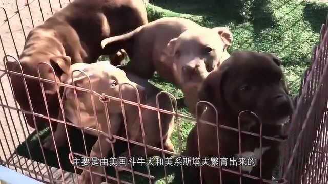 斗犬之王比特犬,斗兽场上的常胜将军,世界第一犬种!