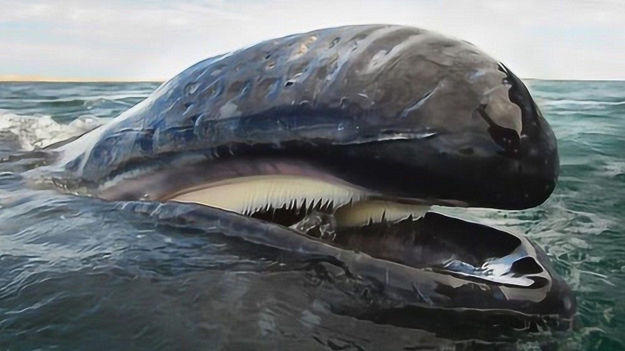 虎鲸猎杀灰鲸,为何只吃舌头,其他地方连碰都不碰?答案让人意外