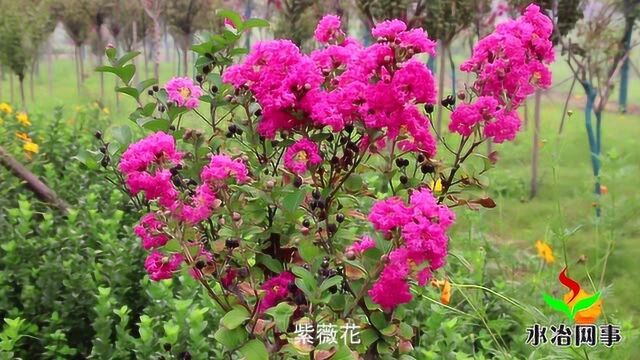 安阳:水冶珠泉水系百花艳 姹紫嫣红游人醉