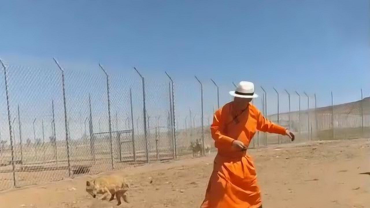 蒙古小伙养了一群狼,即使从小和人打交道,现在也是非常有野性_腾讯视频