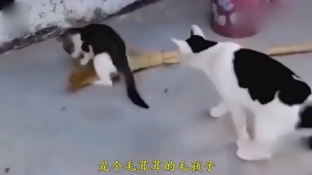 猫抓老鼠大合集一次让你看个够,小奶猫抓老鼠真的很凶悍啊