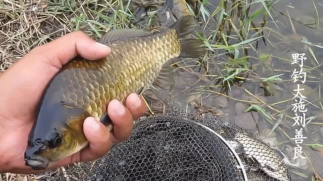 野钓 这么大的野生黄金鲫 多少年才能长成呢?