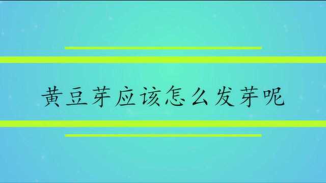 黄豆芽应该怎么发芽呢