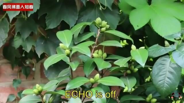 茶花秋季如何养护花苞呲呲的冒?茶花树秋季养护窍门包花蕾多又大