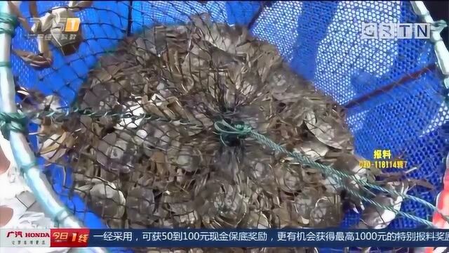 苏州:阳澄湖大闸蟹试捕“第一笼”,质量超往年