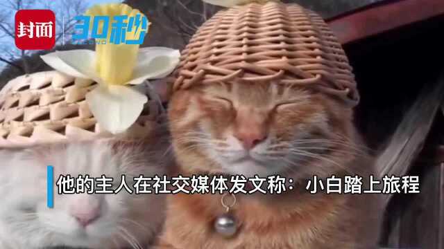 30秒丨日本网红猫咪“猫叔”去世,曾因“头顶万物”风靡全球