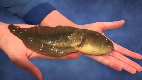 世界上最大的蝌蚪,体长25厘米,进化成青蛙时却逆向生长!