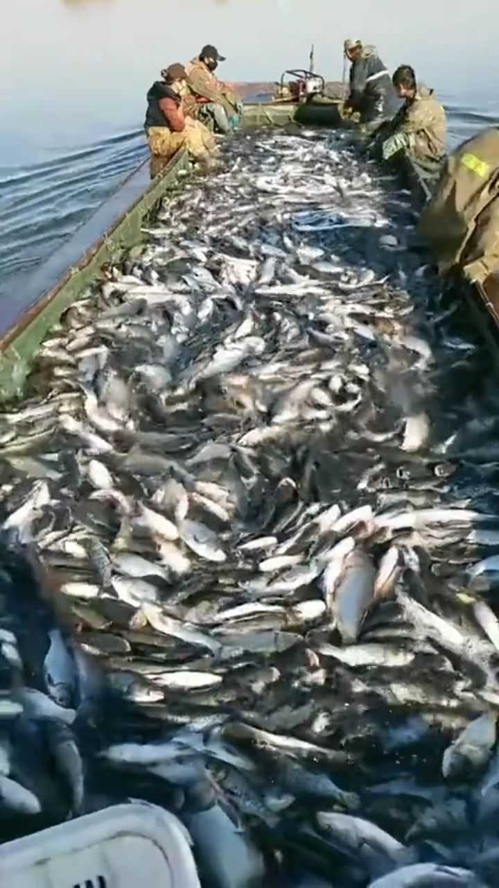 满满当当的一车鱼密集恐惧症都犯了