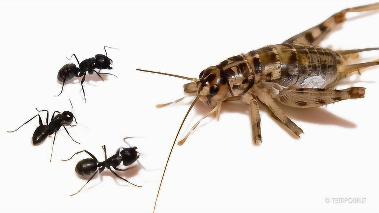 将蟋蟀放入蚂蚁窝会发生什么?