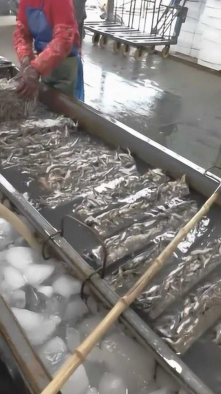 挂冰衣,防止表层鱼在冷库中风干_高清1080P在线观看平台_腾讯视频