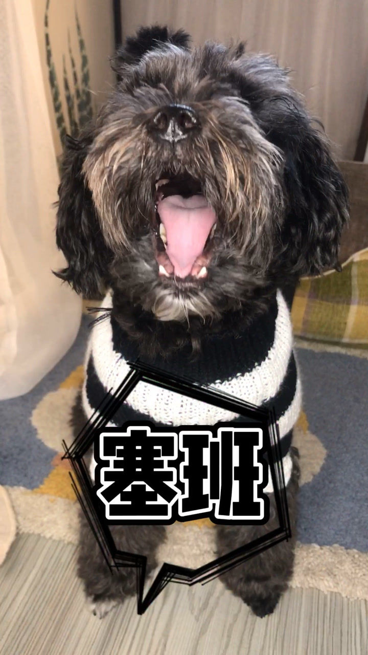 全网都在找塞班,狗狗的版本来了